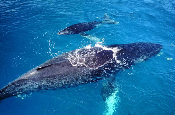 baleine à bosse et baleineau