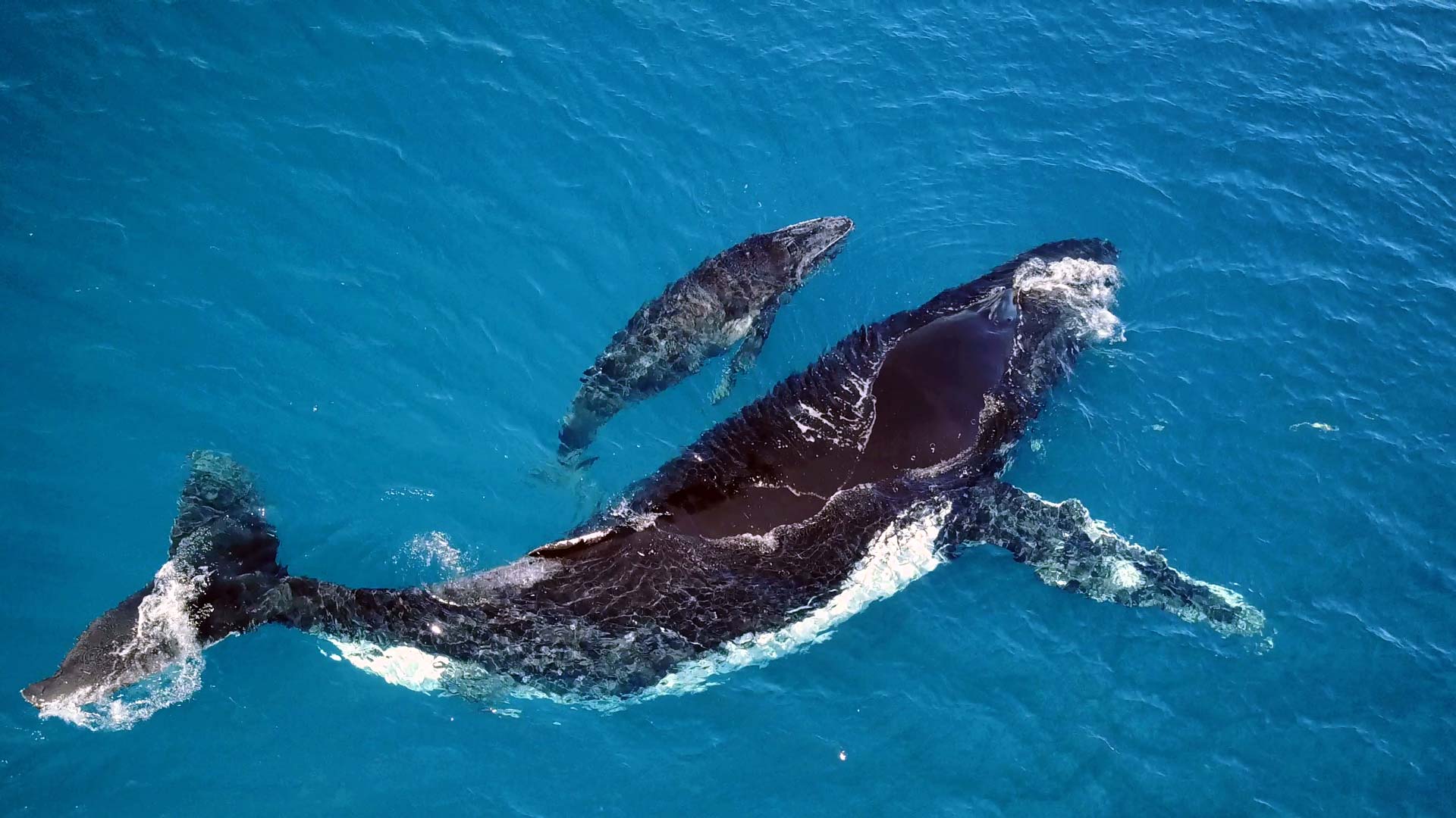 Sitemapcdatahttpsfoowindecoocomla Baleine Les Mureauxnull