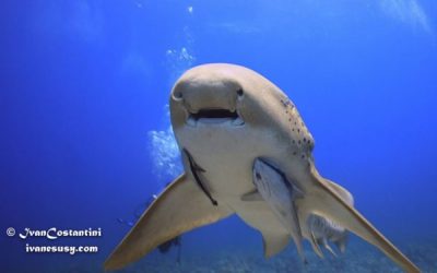 requin léopard et raie mora