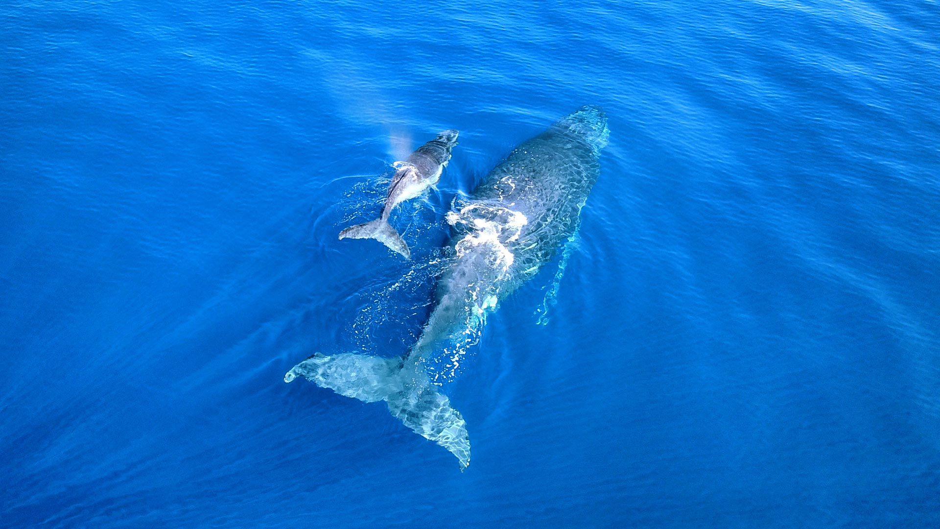 baleine à bosse avec son baleineau
