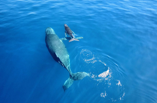 la mère baleine protectrice envers son baleinea