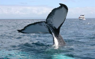 whale watching madagascar